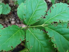 Euonymus latifolius