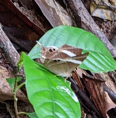 Abisara neophron