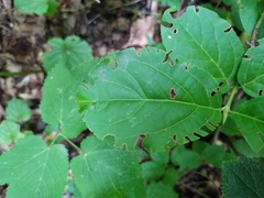 Euonymus latifolius
