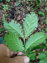 Euonymus latifolius