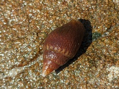 Pardalinops testudinaria