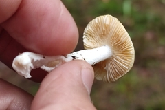 Russula risigallina