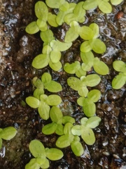 Lemna aequinoctialis