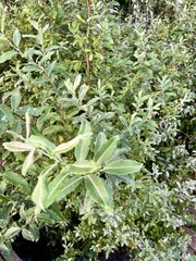 Salix sitchensis
