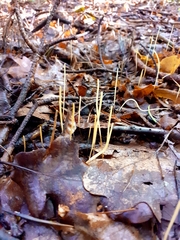 Macrotyphula fistulosa