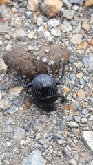 Scarabaeus laticollis