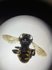 Anthidium florentinum