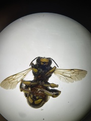 Anthidium florentinum