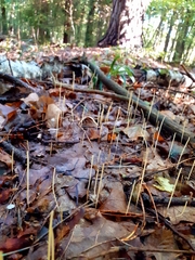 Macrotyphula fistulosa