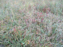 Agrostis gigantea