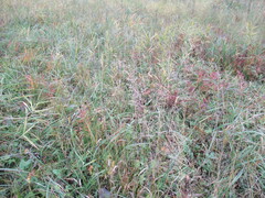 Agrostis gigantea