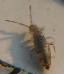 Willowsia nigromaculata