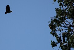 Pteropus seychellensis comorensis