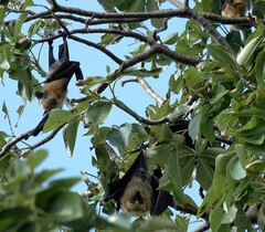 Pteropus seychellensis comorensis