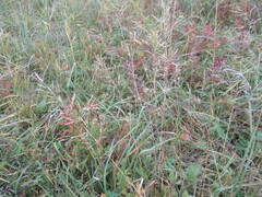 Agrostis gigantea