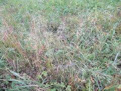 Agrostis gigantea