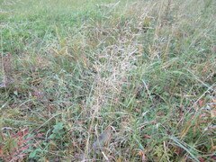 Agrostis gigantea