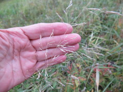 Agrostis gigantea