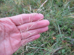 Agrostis gigantea