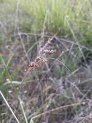 Juncus dichotomus