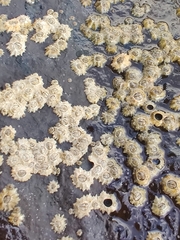 Chthamalus stellatus