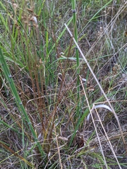 Juncus dichotomus