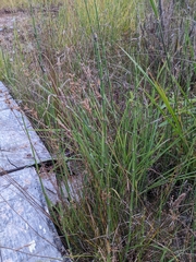 Juncus dichotomus