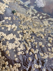 Chthamalus stellatus