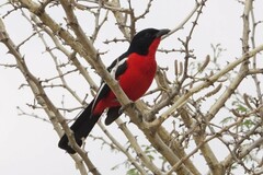 Laniarius atrococcineus