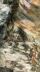Dicranopalpus