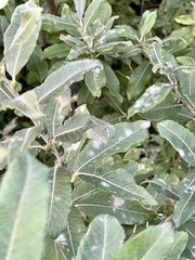 Salix sitchensis