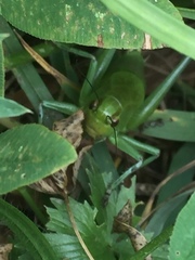 Psorodonotus