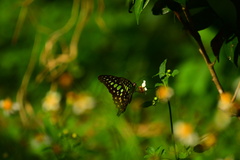 Graphium agamemnon