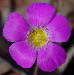 Calandrinia polyandra