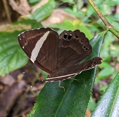 Abisara fylla