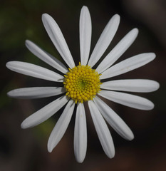 Brachyscome iberidifolia