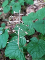 Pachyphragma macrophyllum