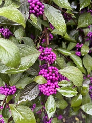 Callicarpa