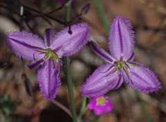 Thysanotus manglesianus
