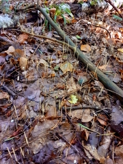 Macrotyphula fistulosa