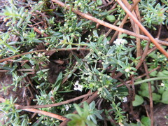 Galium humifusum