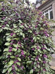 Callicarpa