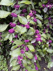 Callicarpa