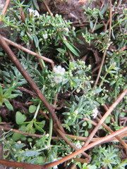 Galium humifusum