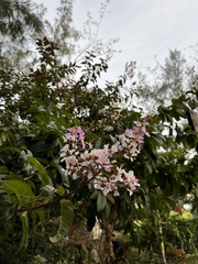Lagerstroemia speciosa