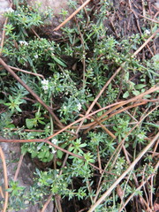Galium humifusum