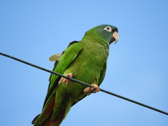 Thectocercus acuticaudatus