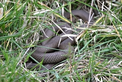 Pseudonaja textilis