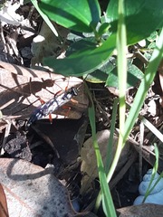 Diphyus quadripunctorius