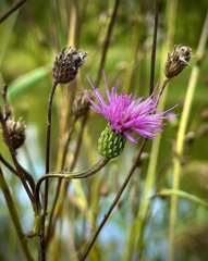 Cirsium monspessulanum